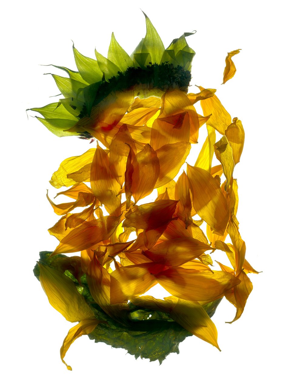 Chiquita Sunflower (digitalt fotogram, digitalt originaltryck) av Julia McLemore