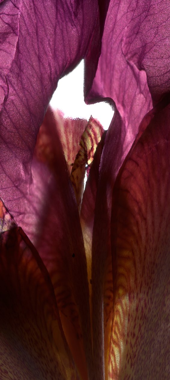 Iris Shrine Purple, 2011, (digitalt fotogram, digitalt originaltryck) av Julia McLemore
