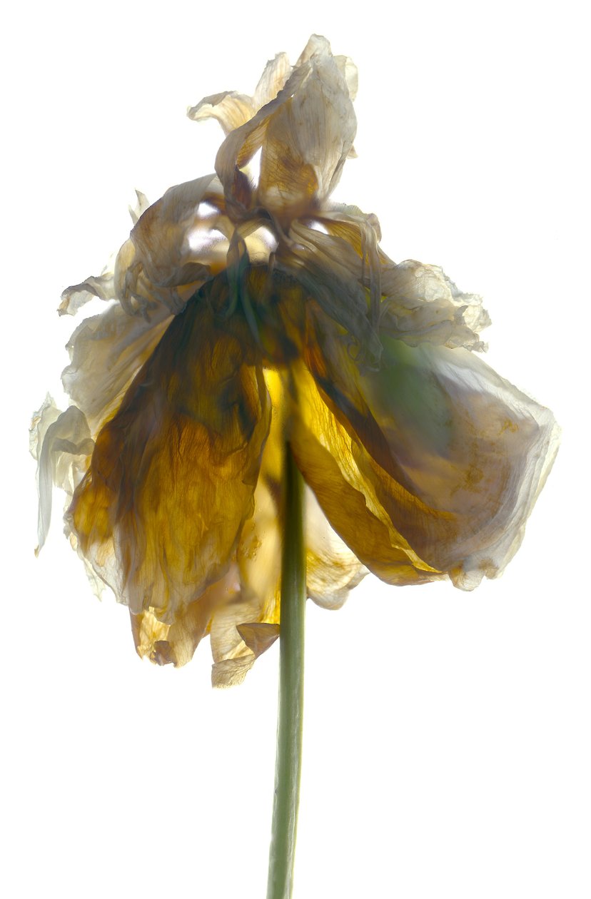 Peony Stand White (digitalt fotogram, digitalt originaltryck) av Julia McLemore
