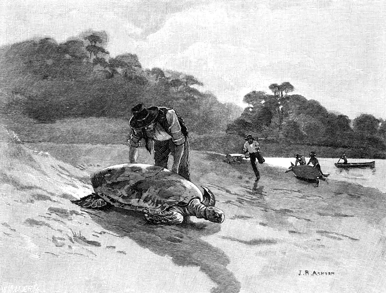 Sköldpaddsfångst, 1886. av Julian Ashton