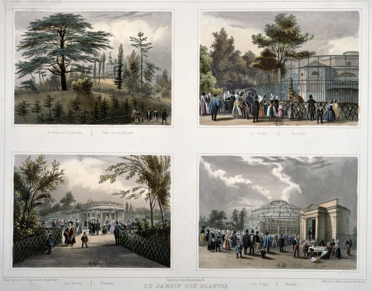 Jardin des Plantes i Paris: Ceder och labyrinten, giraffen, fasaner, apor av Jean Jacottet