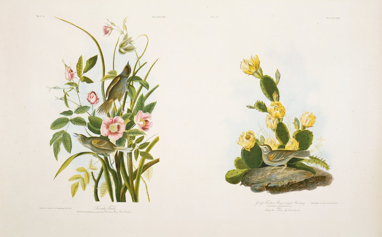 Havsfink/gräsfink, eller Bay-Winged Bunting, efter J.J. Audubons "Birds of America" av Julius Bien