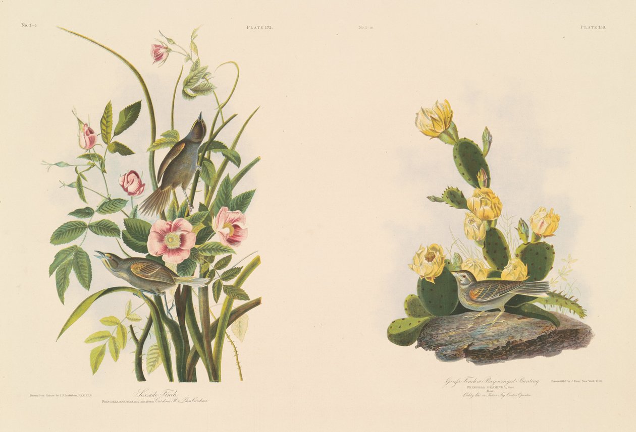 Havsfink; och Graffinch eller Bay-Winged Bunting av Julius Bien after John James Audubon