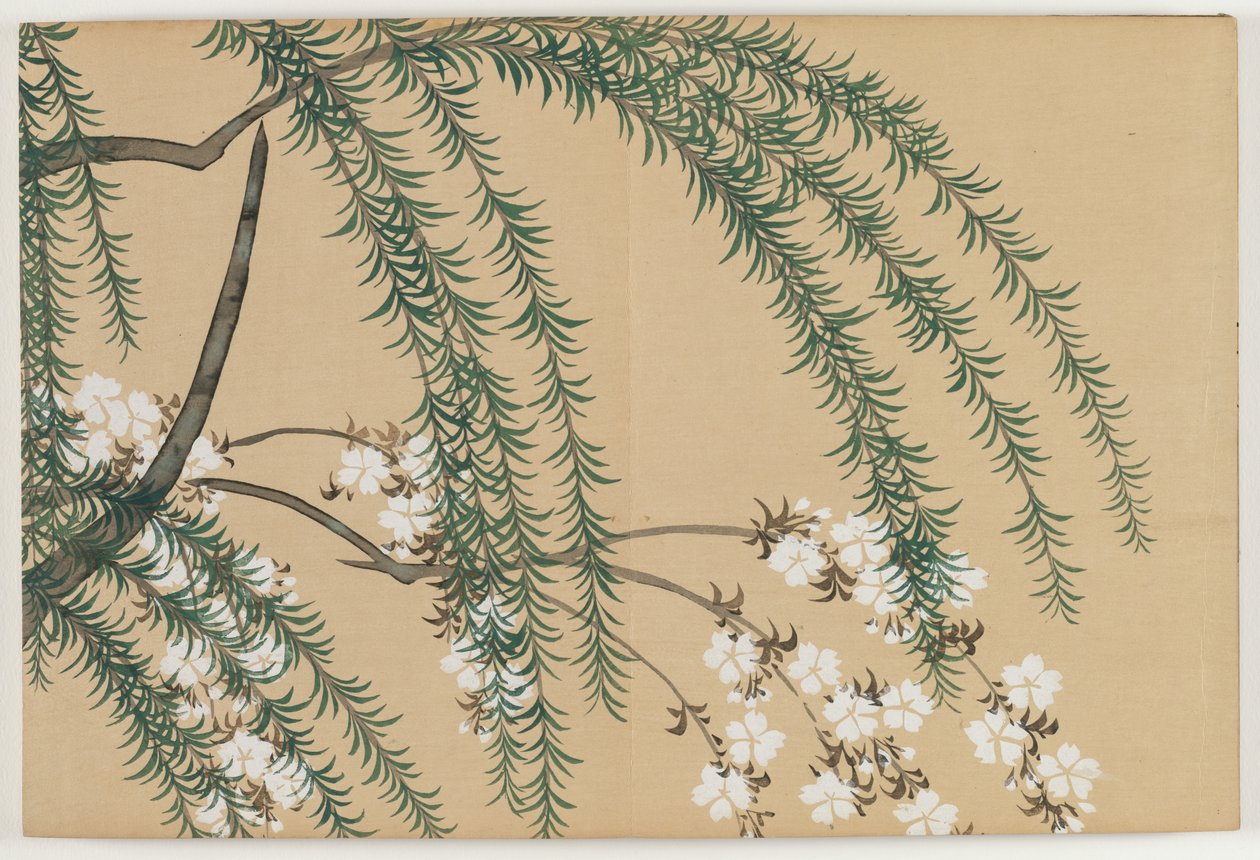 Flowers of a Hundred Worlds (Momoyogusa): Pil och körsbär (Yanagizakura) av Kamisaka Sekka