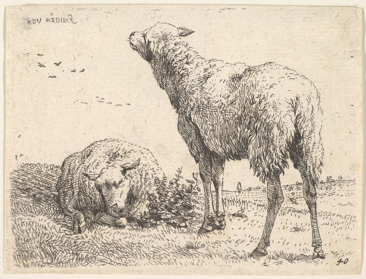Två får, det ena framifrån i liggande läge med benen vikta under..., ca. 1655. av Karel Du Jardin