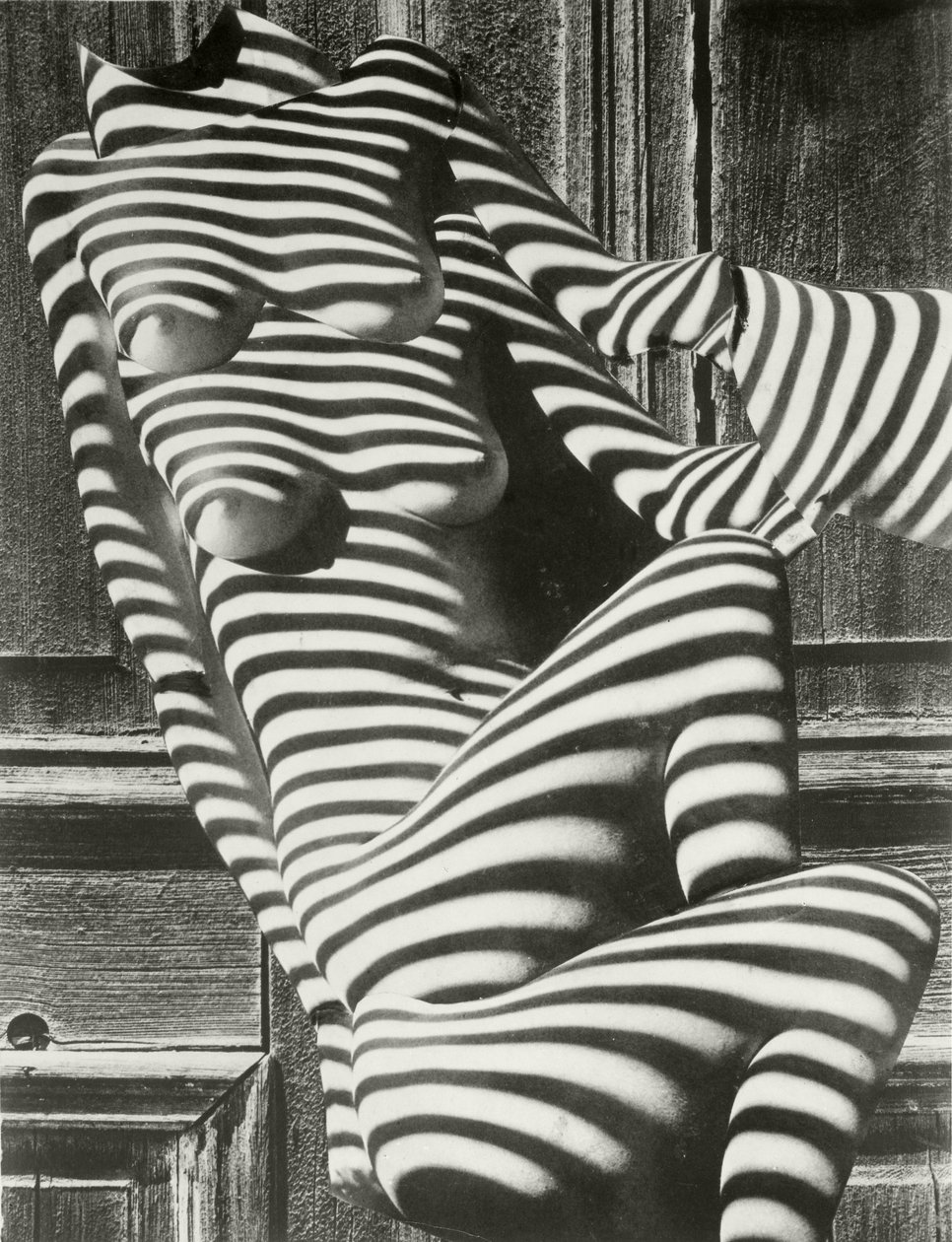 Zebra Ladies av Karel Teige