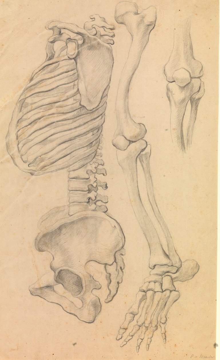 Ryggraden med bröstkorg och bäcken, profil till vänster; även ben i ett vänster ben från höft till tåspets och detalj av ett knä. (1662?). av Karel van III Mander