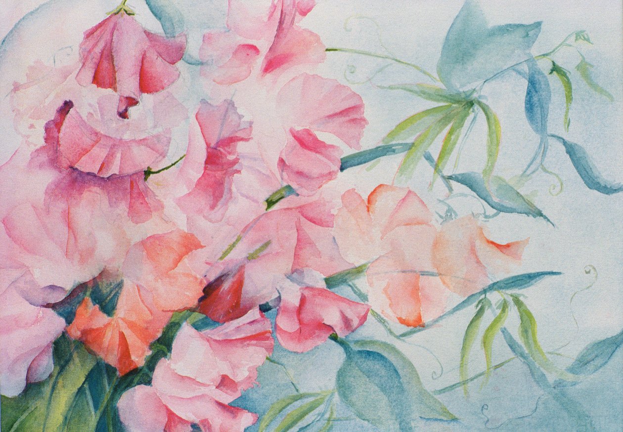 Lathyrus Odoratus, sötärta (horisontell) av Karen Armitage