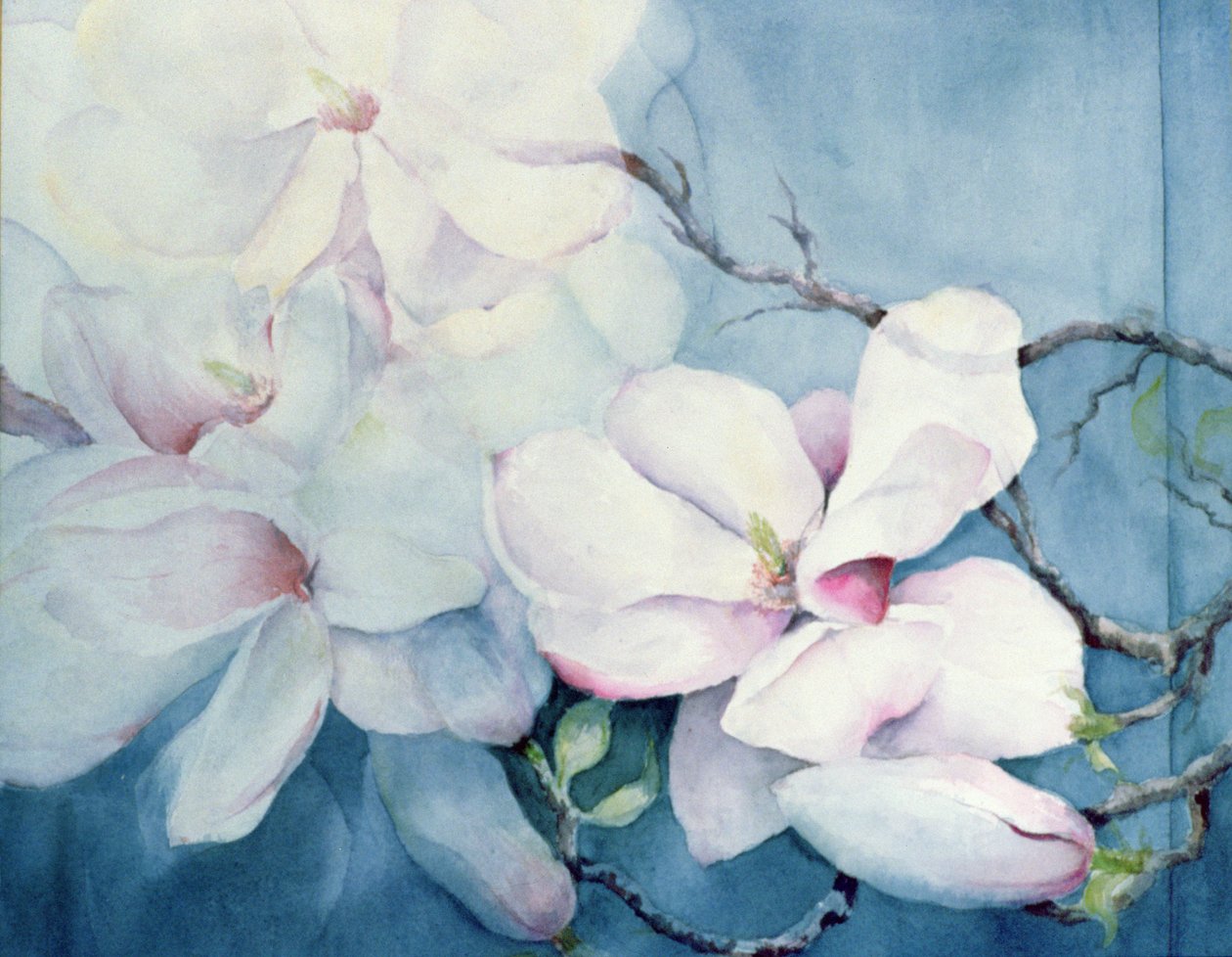 Magnolia Soulangeana (horisontell) av Karen Armitage
