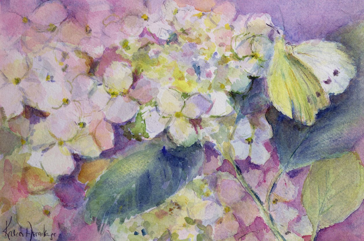 Blek molnig gul fjäril, Colias Hyale på hortensia av Karen Armitage