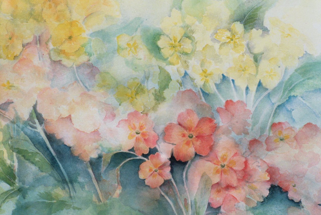 Polyanthus, Blandhybrider av Karen Armitage