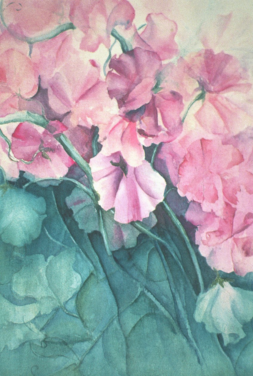 Sweet Peas, Pink Pride (vertikal) av Karen Armitage
