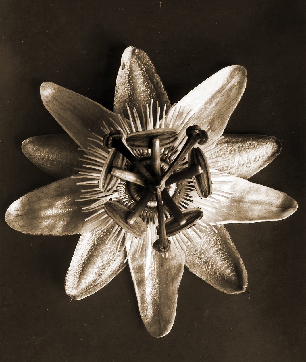 Passiflora, 1929 (fotografering) av Karl Blossfeldt