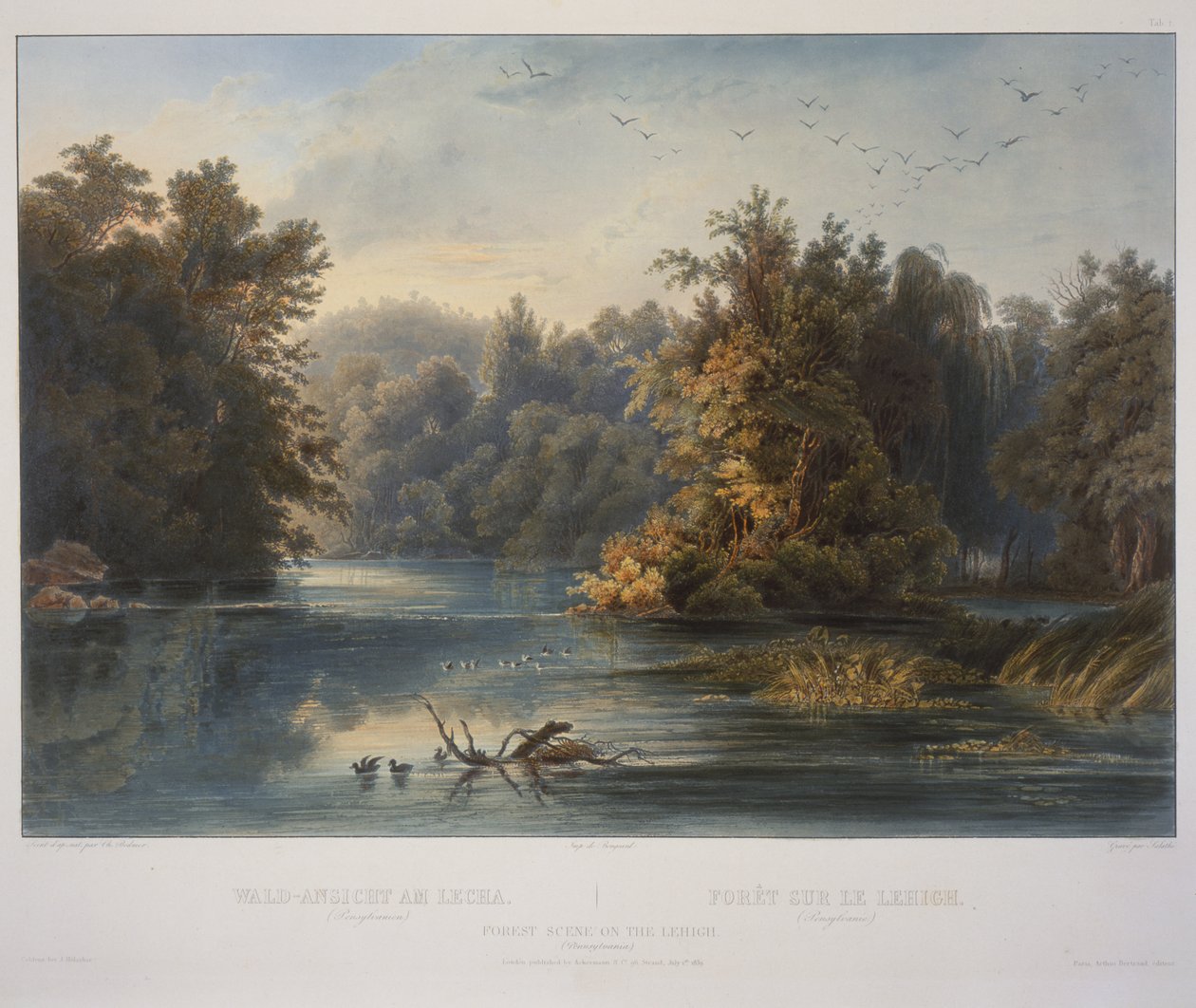 Skogsscen på Lehigh av Karl Bodmer