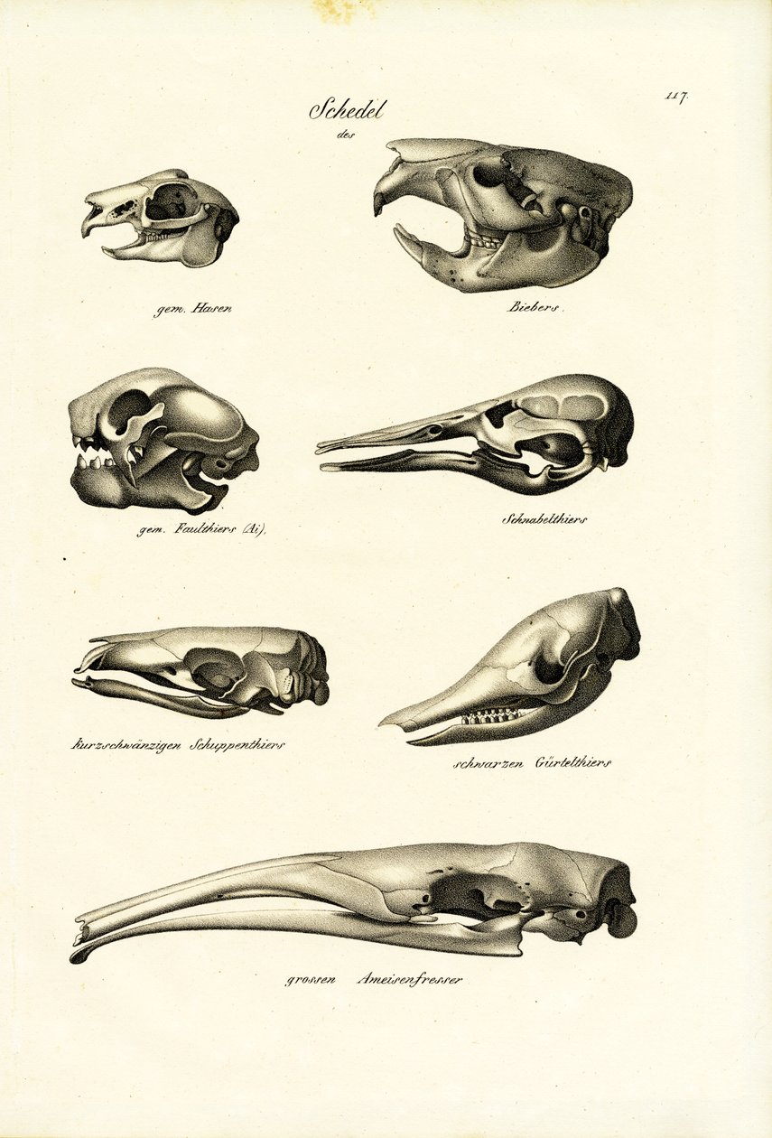 Animal Skulls, 1824 av Karl Joseph Brodtmann