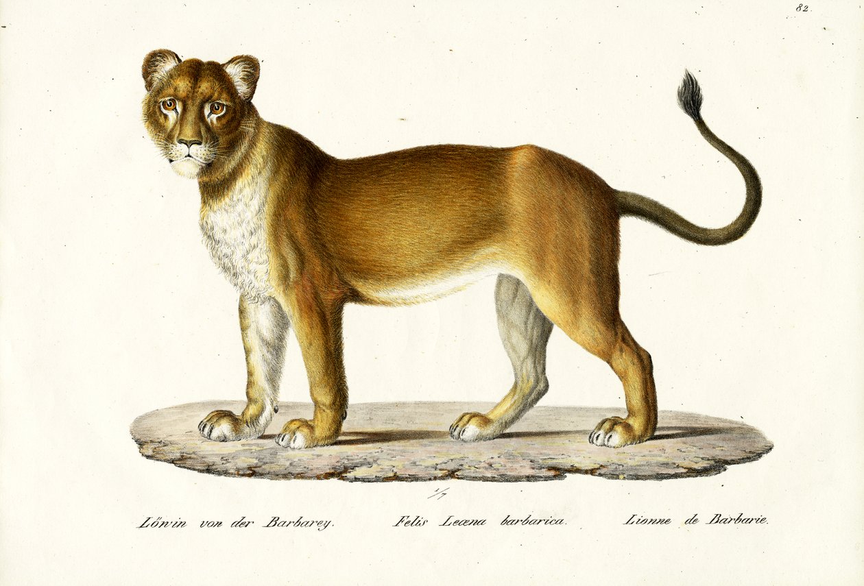Barbary lejoninna, 1824 av Karl Joseph Brodtmann