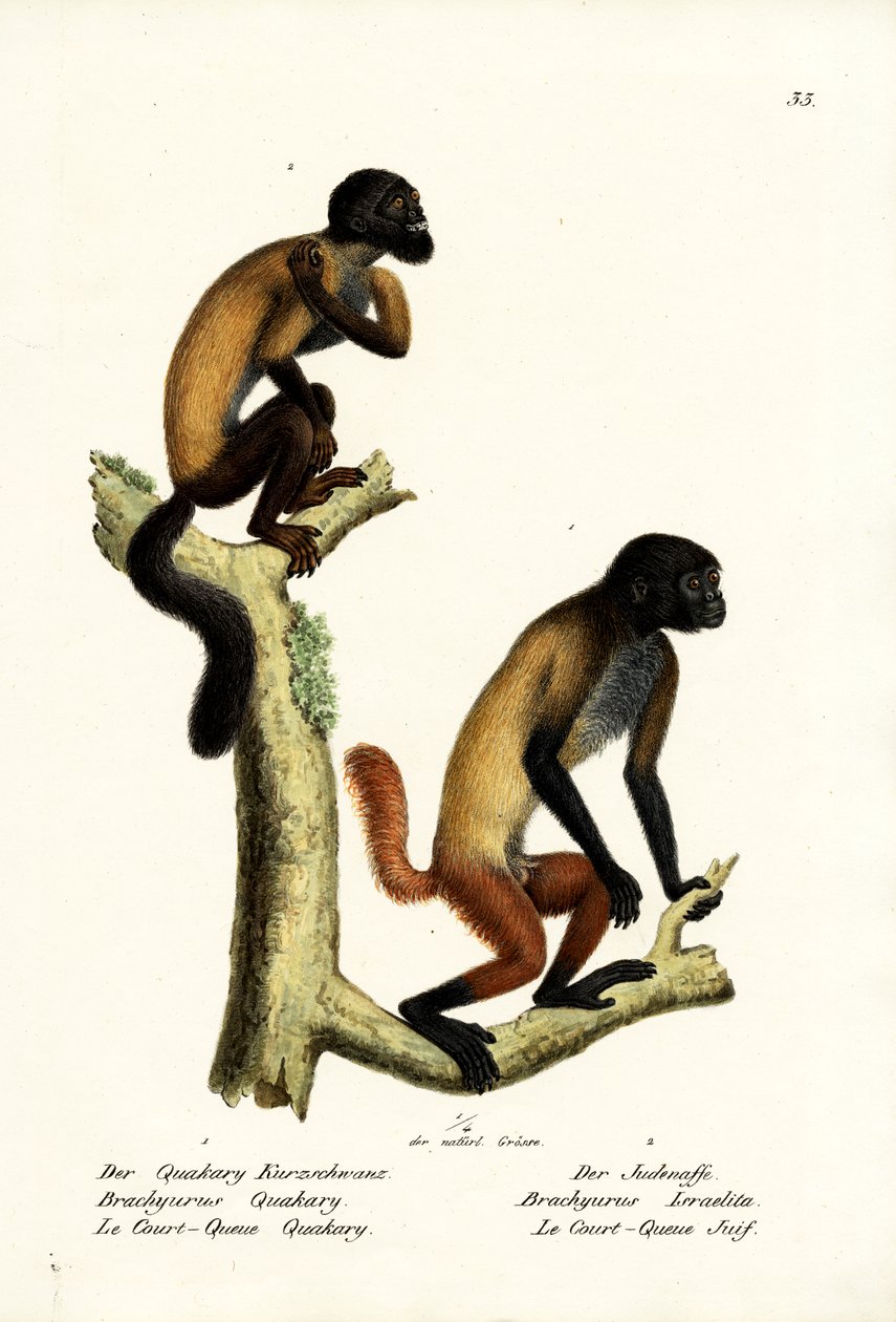 Skäggig Saki, 1824 av Karl Joseph Brodtmann