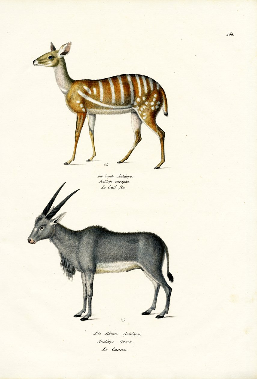 Buschbock, 1824 av Karl Joseph Brodtmann