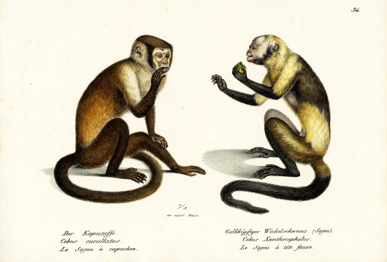 Kapucinerapa, 1824 av Karl Joseph Brodtmann