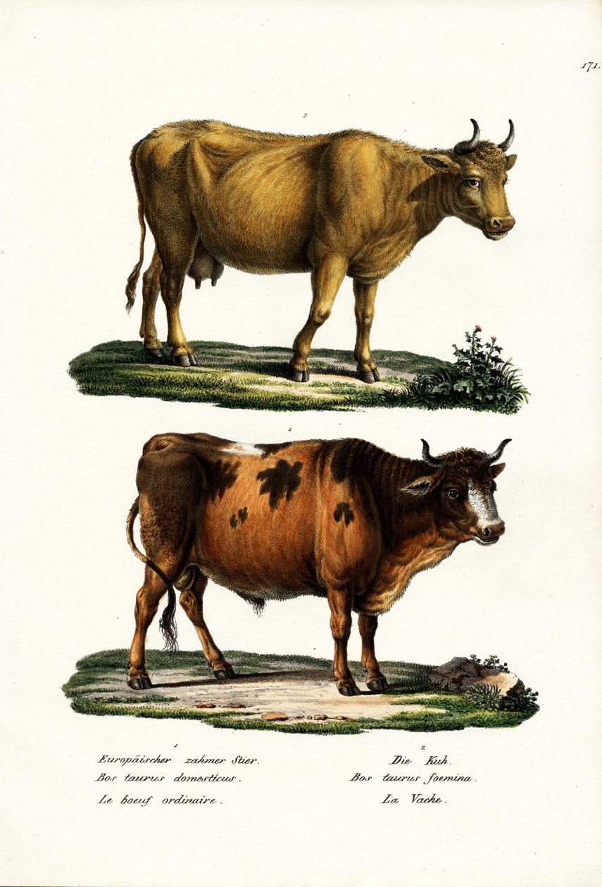 Boskap, 1824 av Karl Joseph Brodtmann