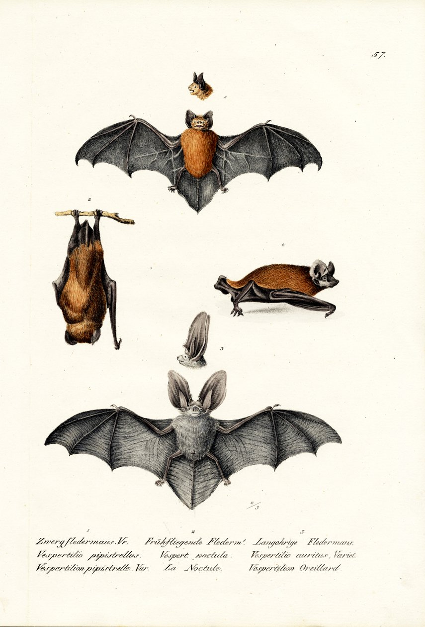 Common Pipistrelle, 1824 av Karl Joseph Brodtmann