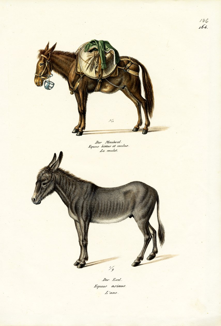 Åsnan, 1824 av Karl Joseph Brodtmann
