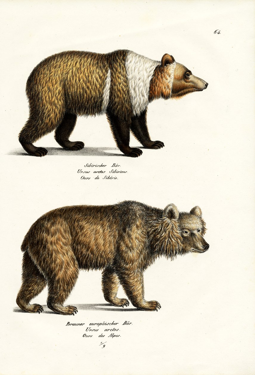 Europeisk brunbjörn, 1824 av Karl Joseph Brodtmann