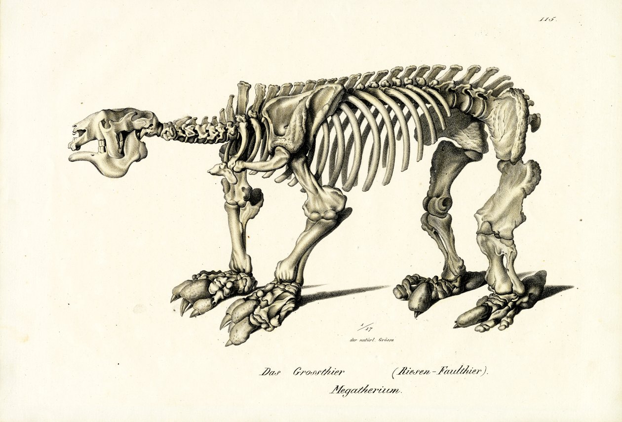 Jättelik markand, 1824 av Karl Joseph Brodtmann