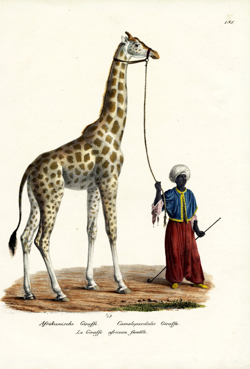 Giraff, 1824 av Karl Joseph Brodtmann