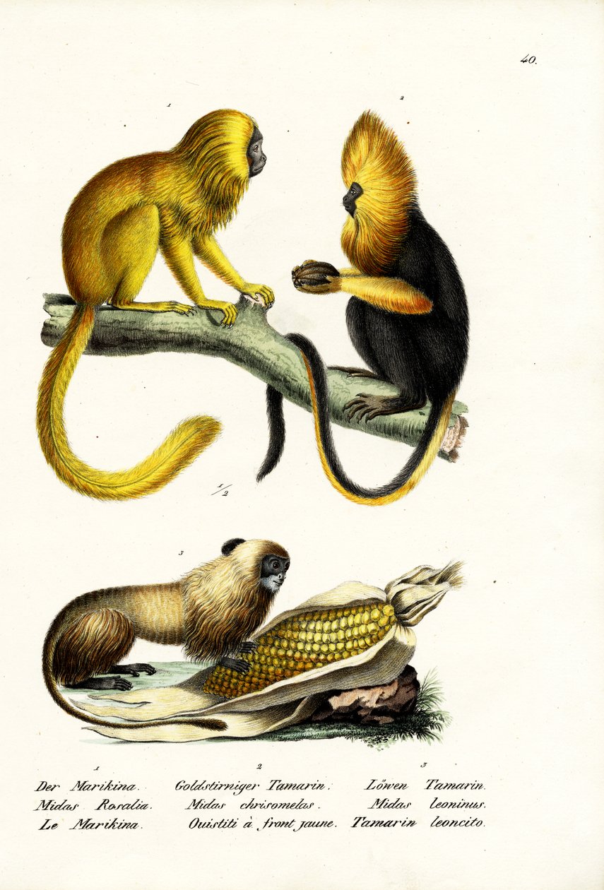 Golden Lion Tamarin, 1824 av Karl Joseph Brodtmann