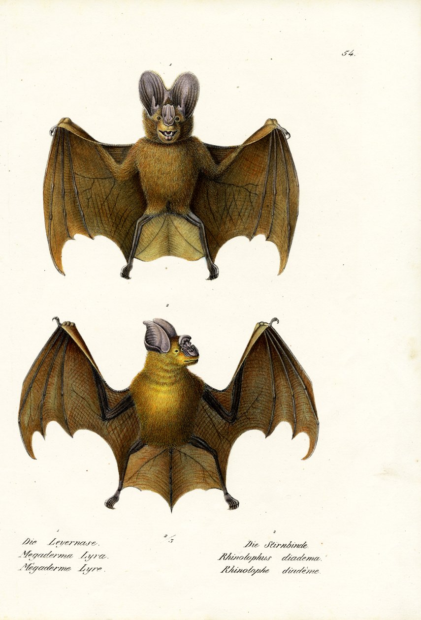 Större falsk vampyrfladdermus, 1824 av Karl Joseph Brodtmann