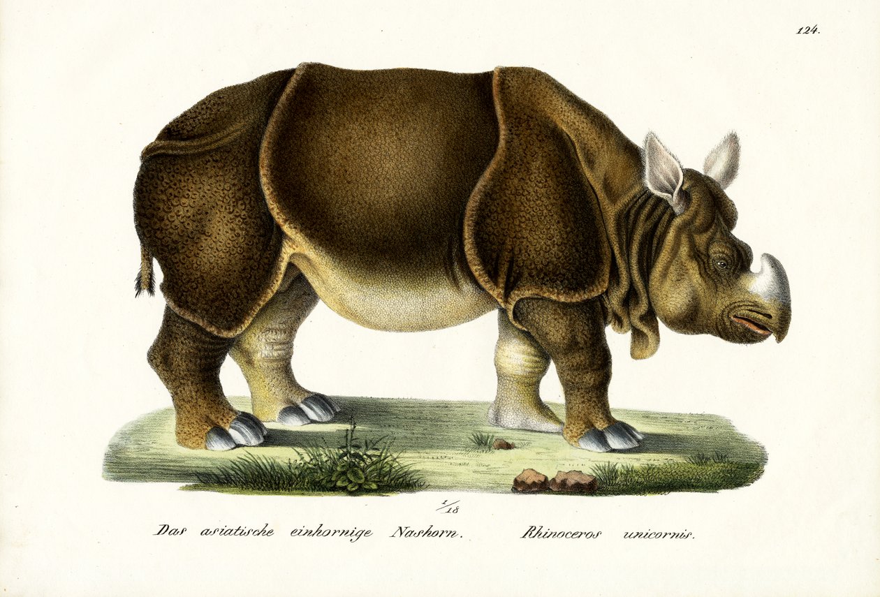 Stor indisk noshörning, 1824 av Karl Joseph Brodtmann