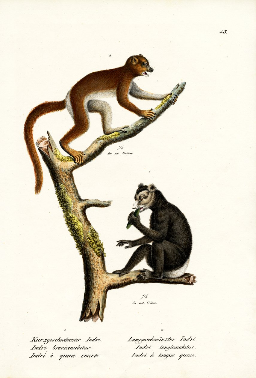 Stor kortstjärtad lemur, 1824 av Karl Joseph Brodtmann