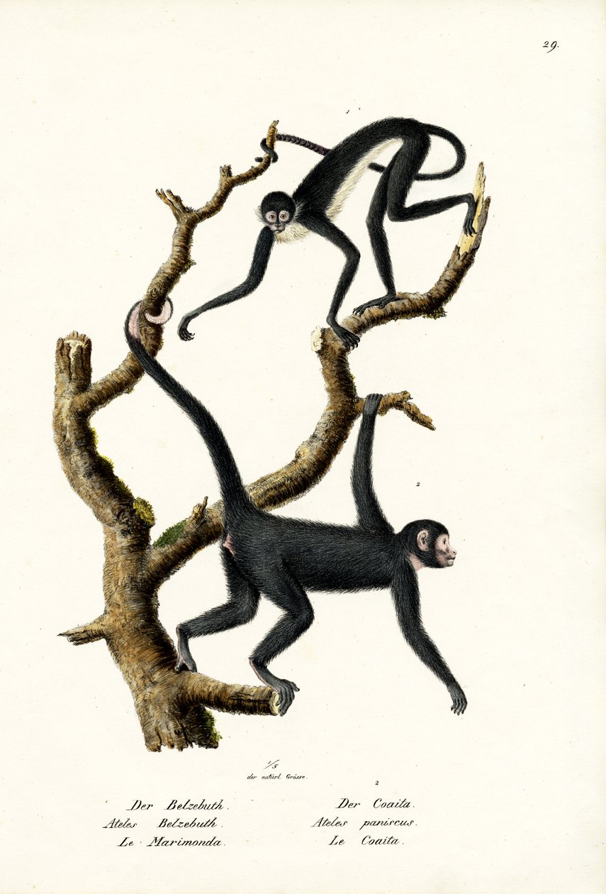 Långhårig spindelapa, 1824 av Karl Joseph Brodtmann