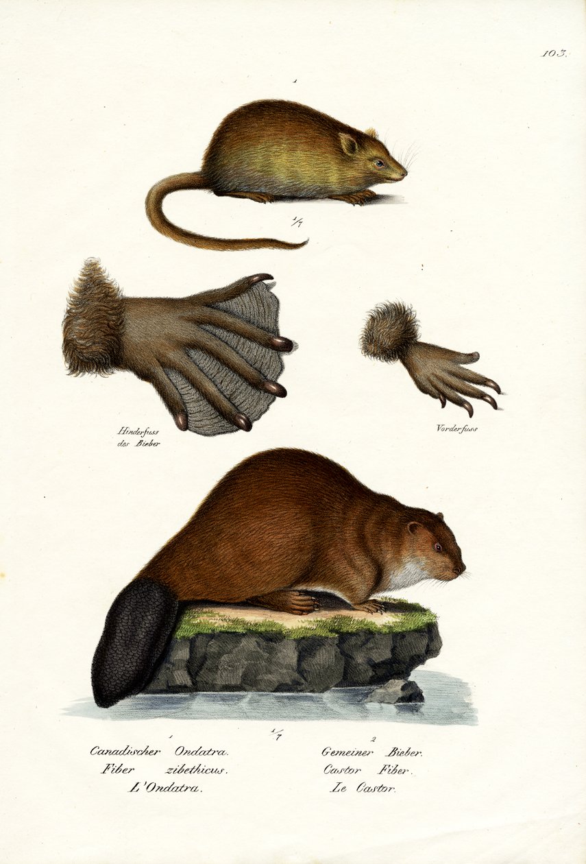 Muskrat, 1824 av Karl Joseph Brodtmann