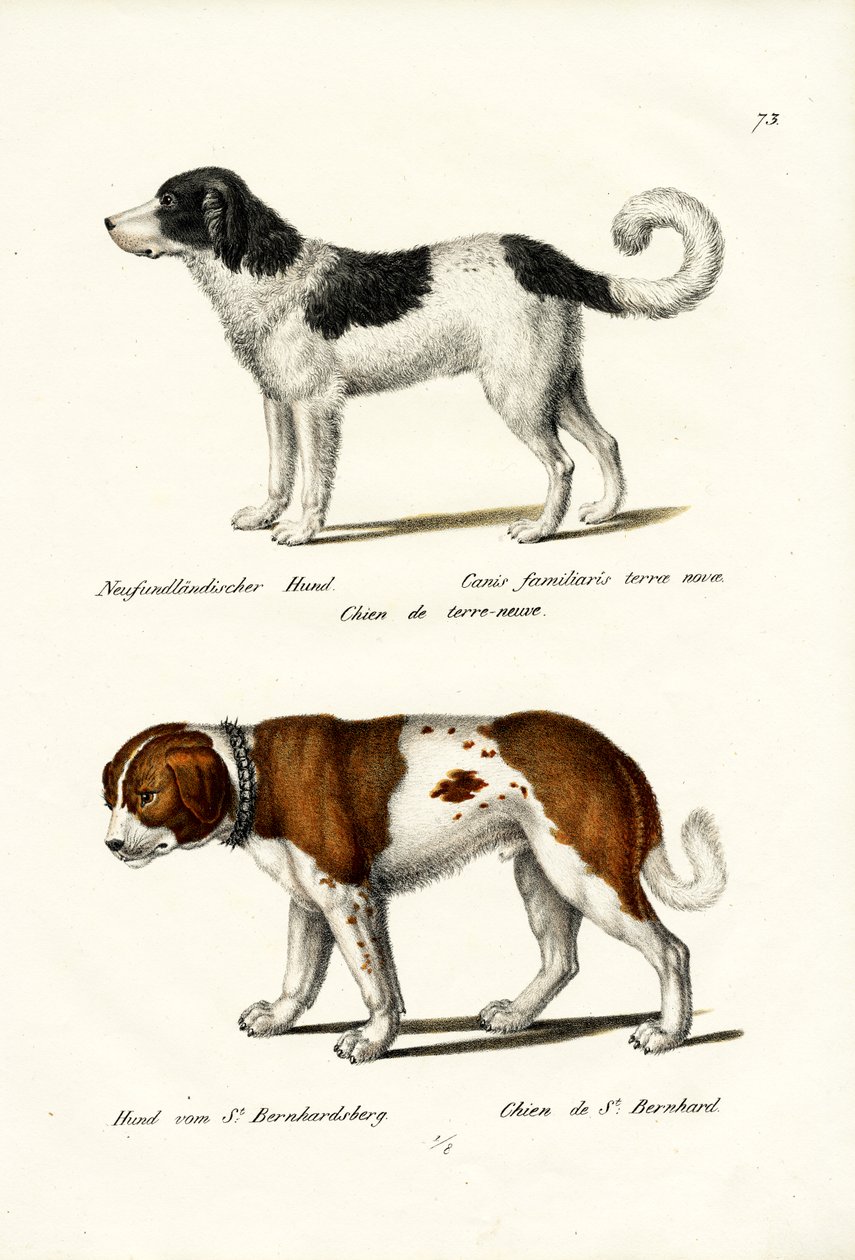 Newfoundlandshund, 1824 av Karl Joseph Brodtmann
