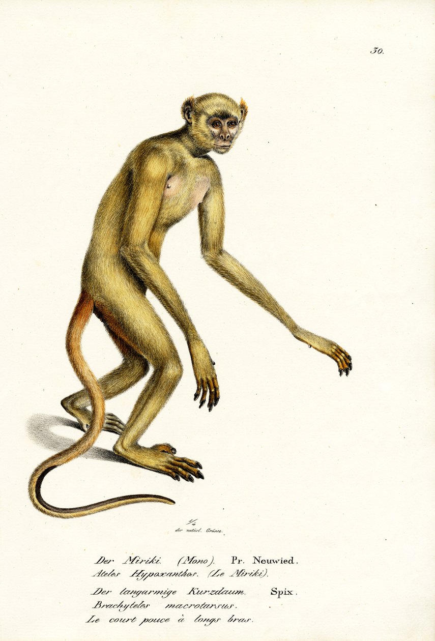 Norra Muriqui, 1824 av Karl Joseph Brodtmann
