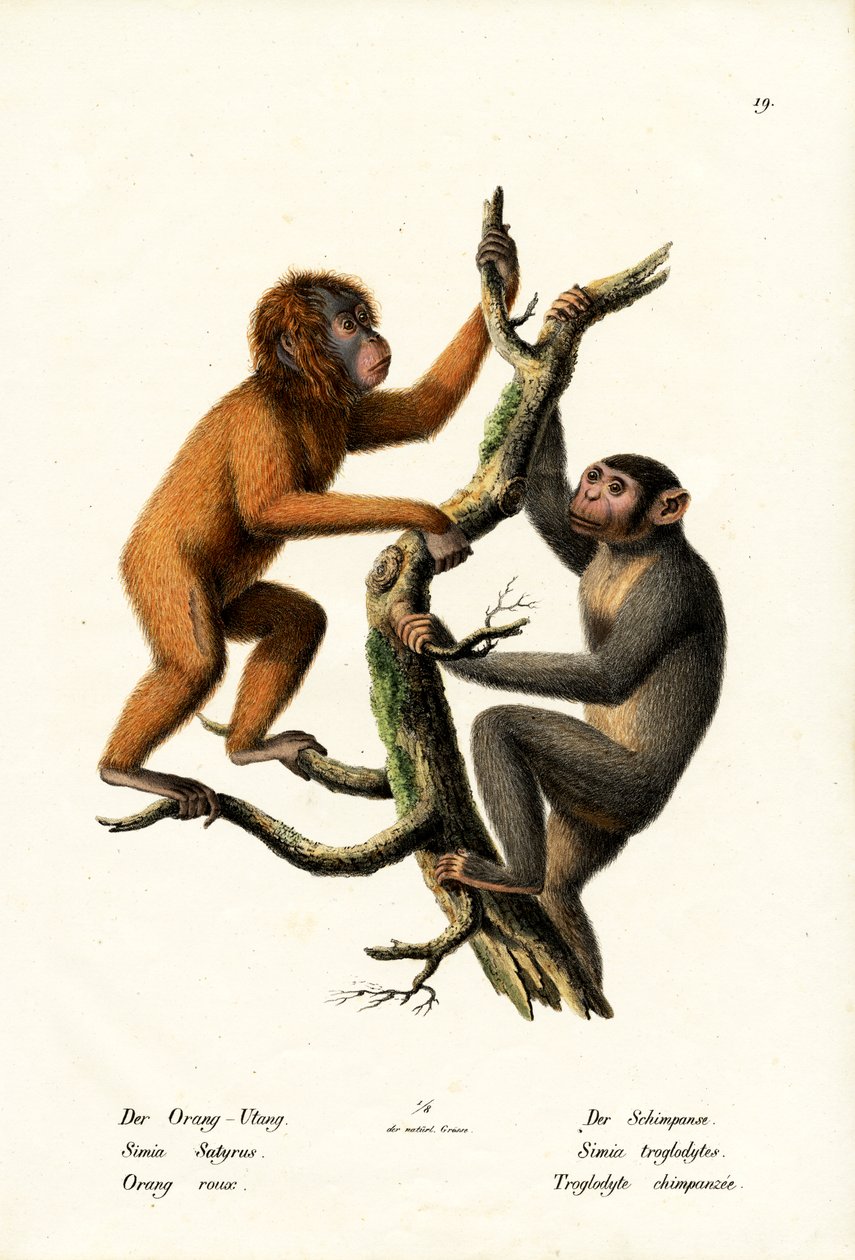 Orangutan, 1824 av Karl Joseph Brodtmann