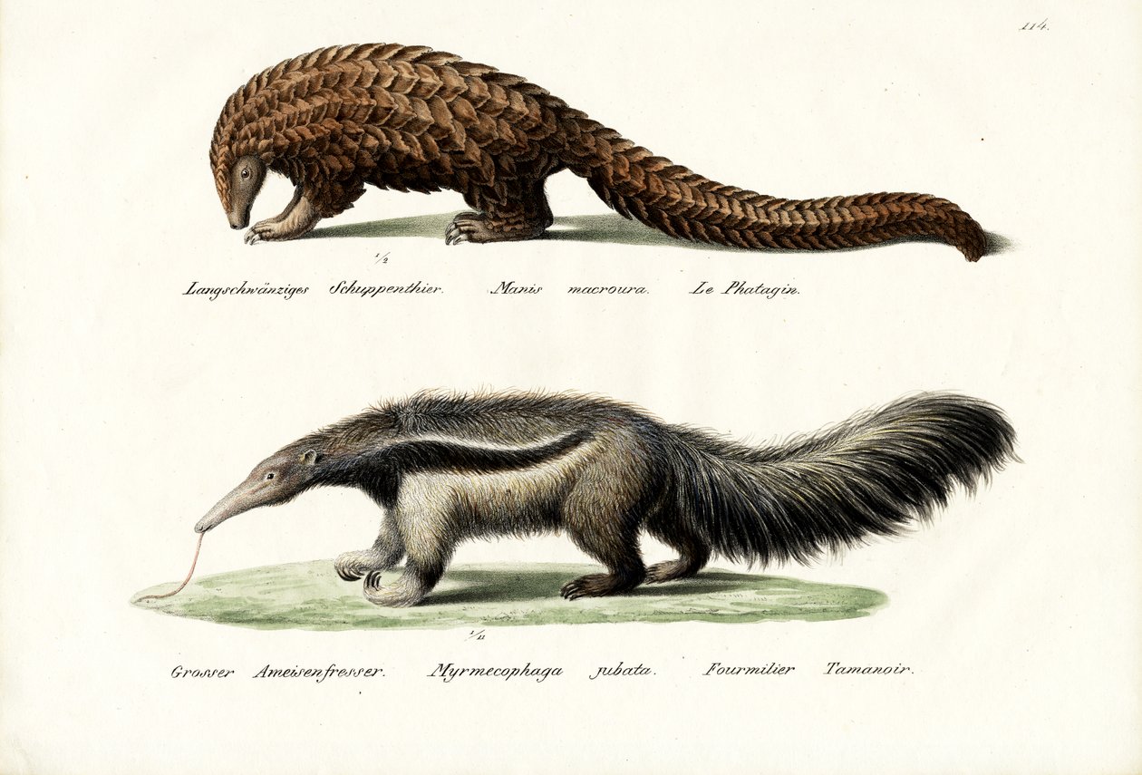 Pangolin Anteater, 1824 av Karl Joseph Brodtmann