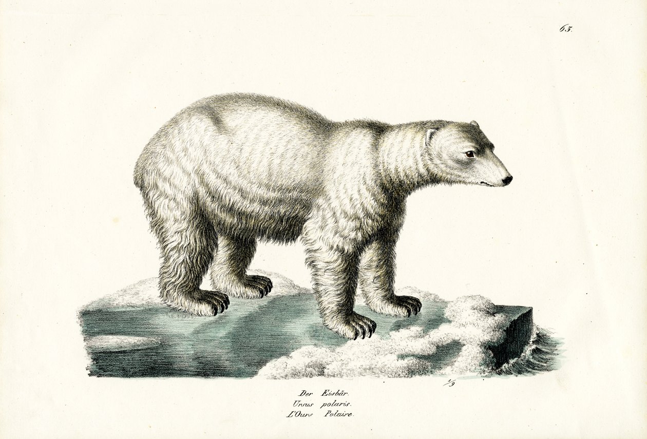 Isbjörn, 1824 av Karl Joseph Brodtmann