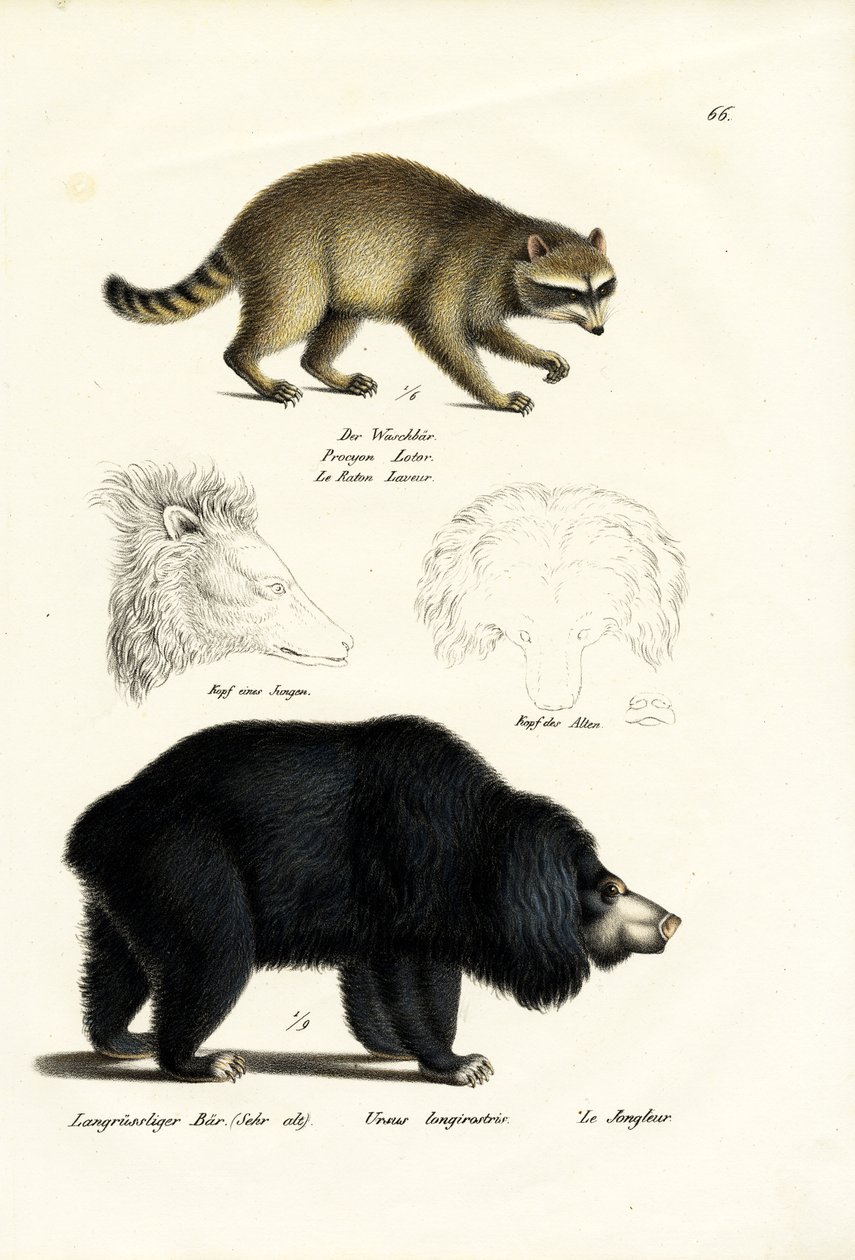 Raccoon, 1824 av Karl Joseph Brodtmann