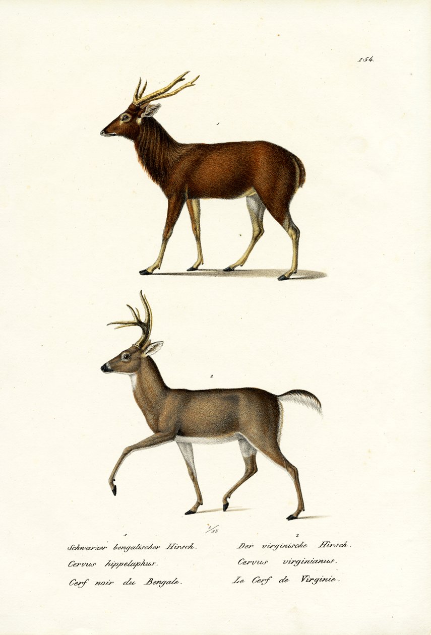 Red Deer, 1824 av Karl Joseph Brodtmann
