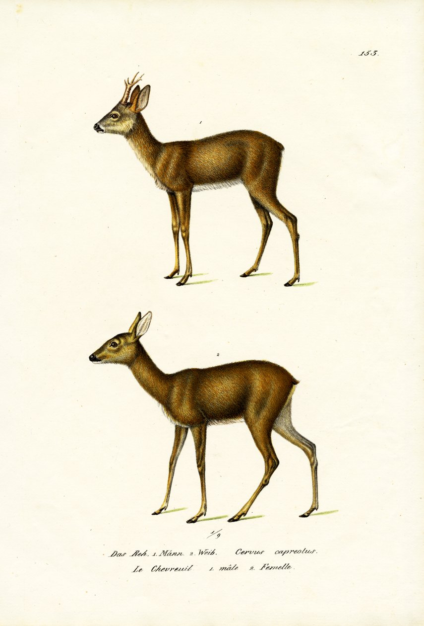Rådjur, 1824 av Karl Joseph Brodtmann