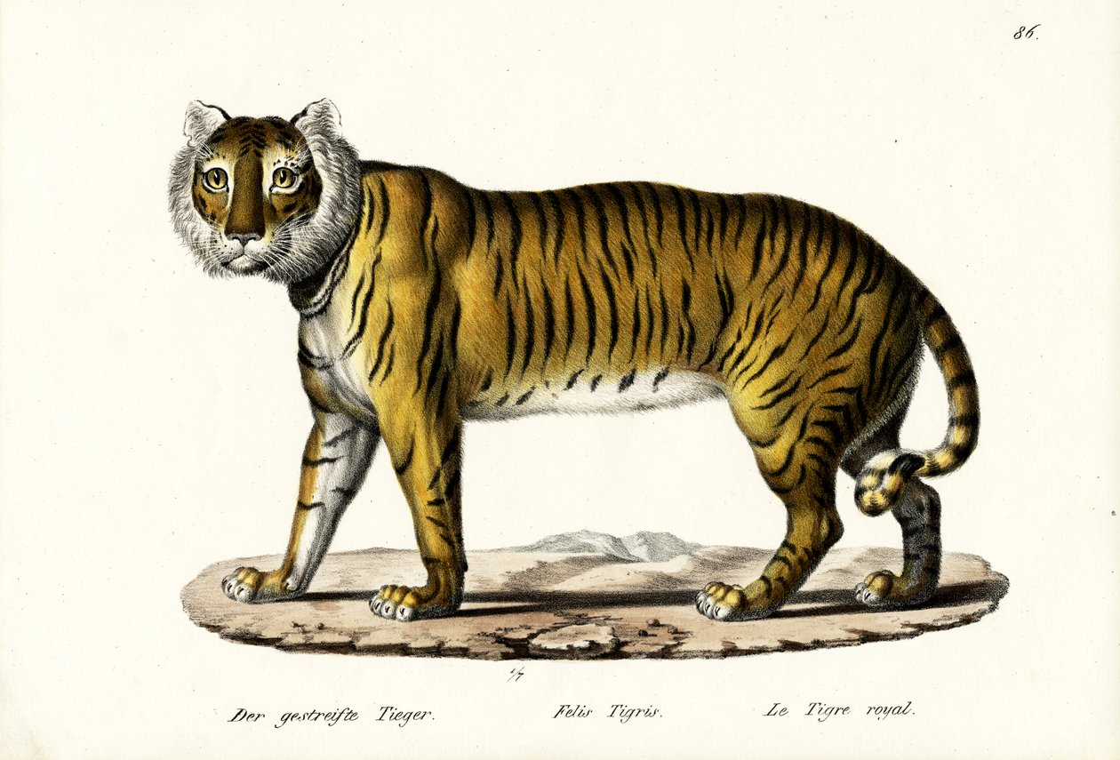 Royal Tiger, 1824 av Karl Joseph Brodtmann