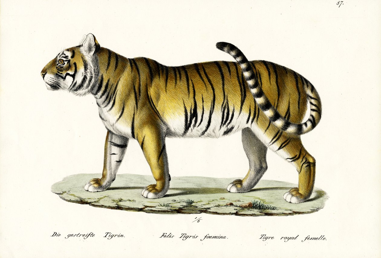 Royal Tiger, 1824 av Karl Joseph Brodtmann
