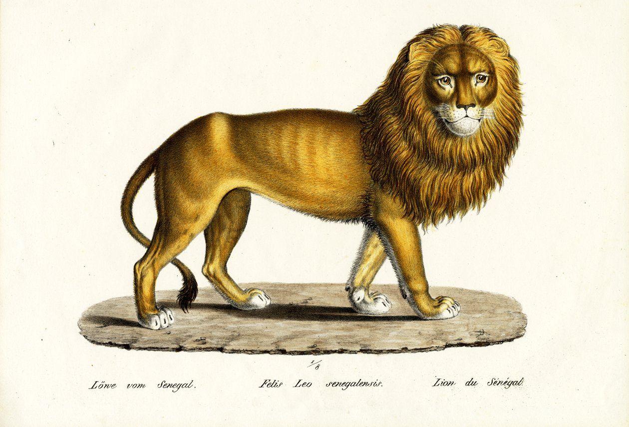 Senegal Lejon, 1824 av Karl Joseph Brodtmann