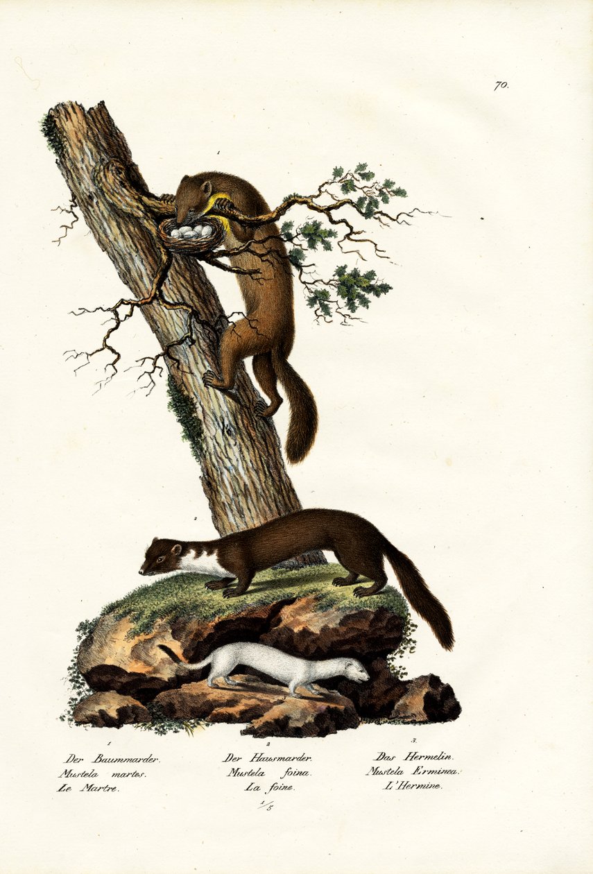 Sweet Marten, 1824 av Karl Joseph Brodtmann