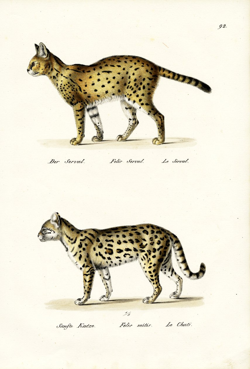 Tigerkatt, 1824 av Karl Joseph Brodtmann