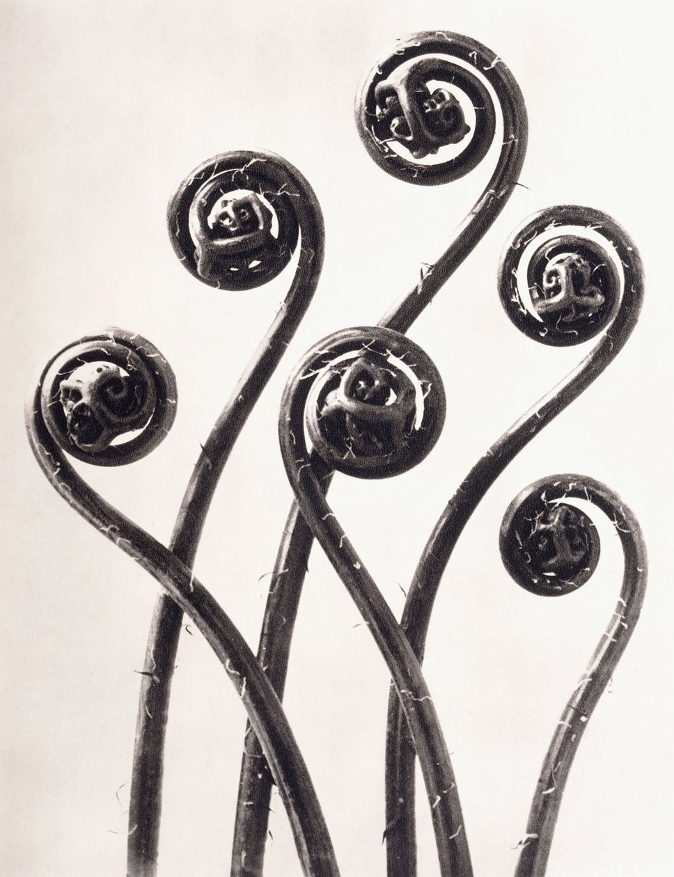 Adiantum Pedatum - Amerikansk jungfruhårormbunke, unga upprullade blad Förstorade åtta gånger av Karl Blossfeldt