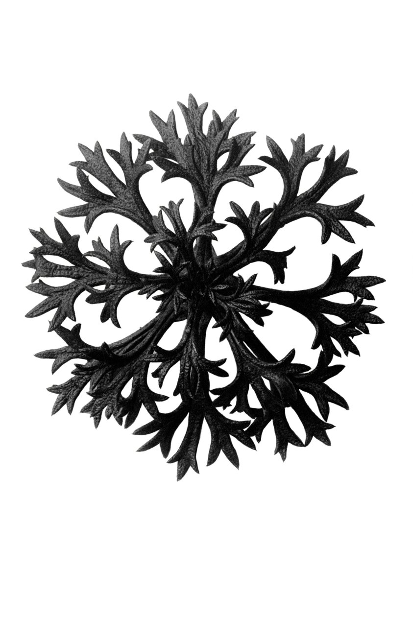 Ursprungliga konstformer av Karl Blossfeldt
